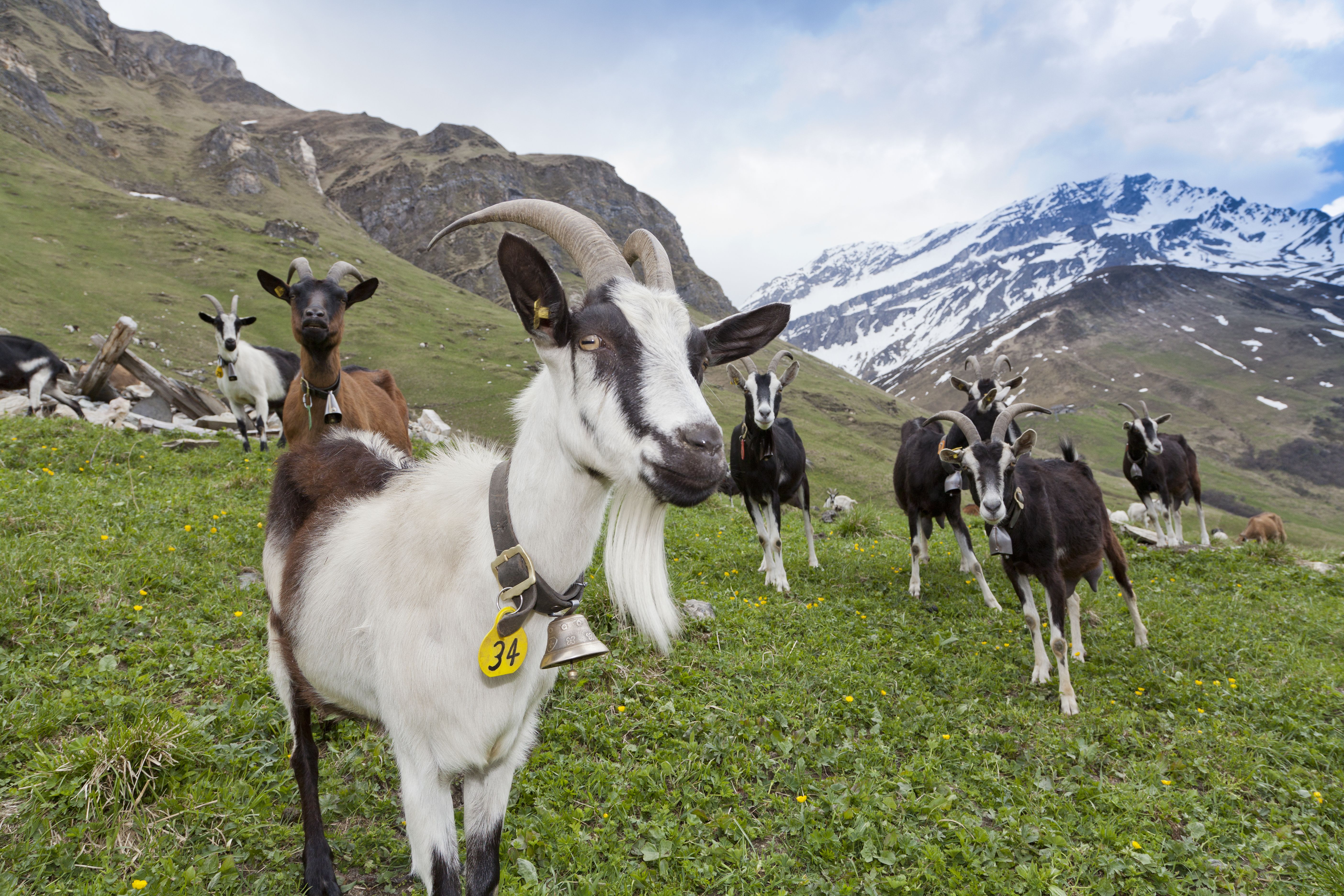 Ziegenpatenschaft Werde einen Sommer lang Pate oder Patin einer Ziege